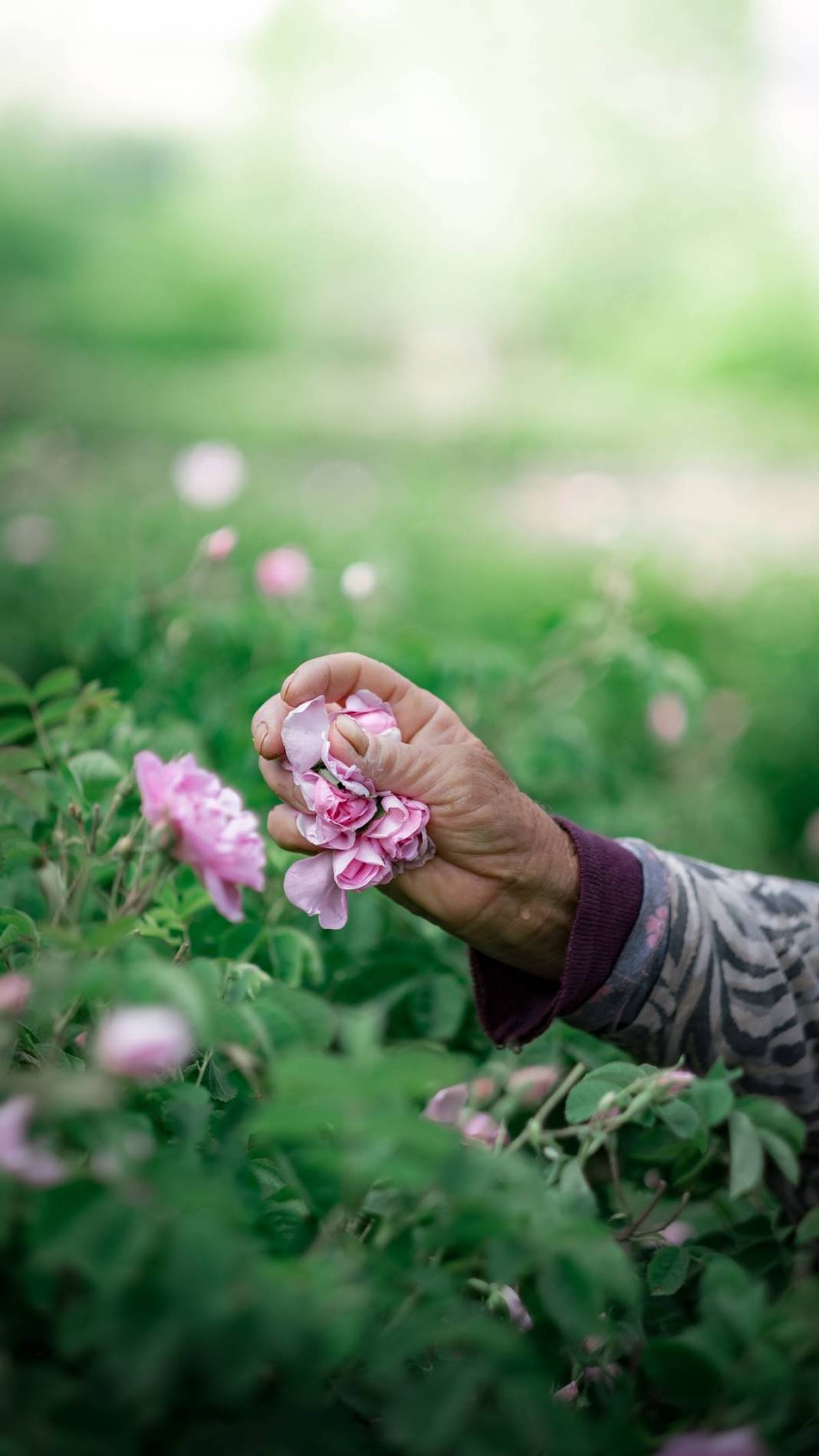 Aile mesleğini sürdürüyorlar: Litresi 10 bin euro! 15 milyon gül yaprağından 1 litre gül yağı çıkarıyorlar 26